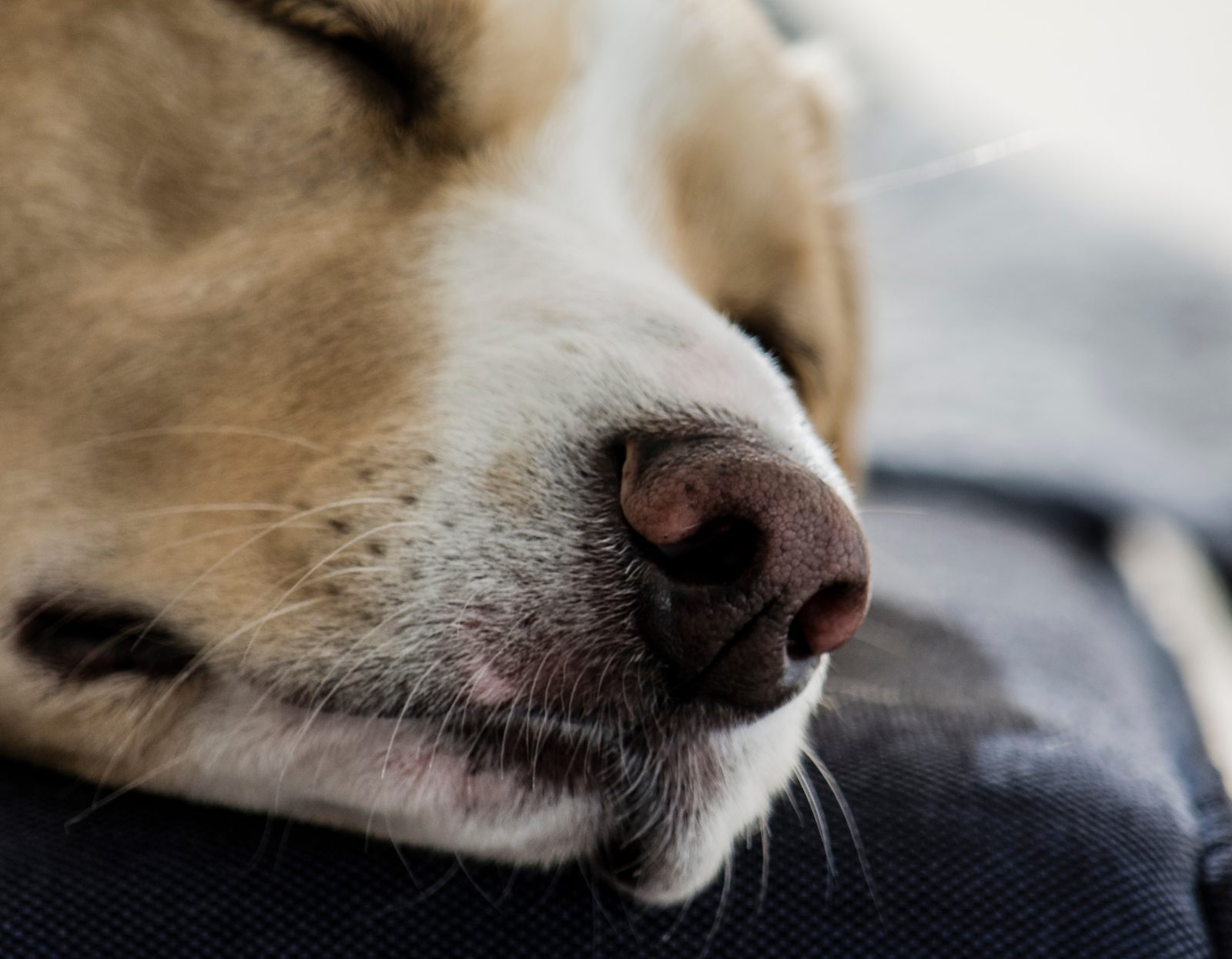  Dlaczego-pies-ma-suchy-nos-czy-to-powod-do-niepokoju