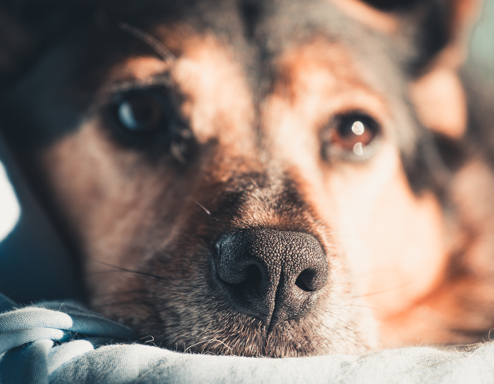  Dlaczego-pies-ma-suchy-nos