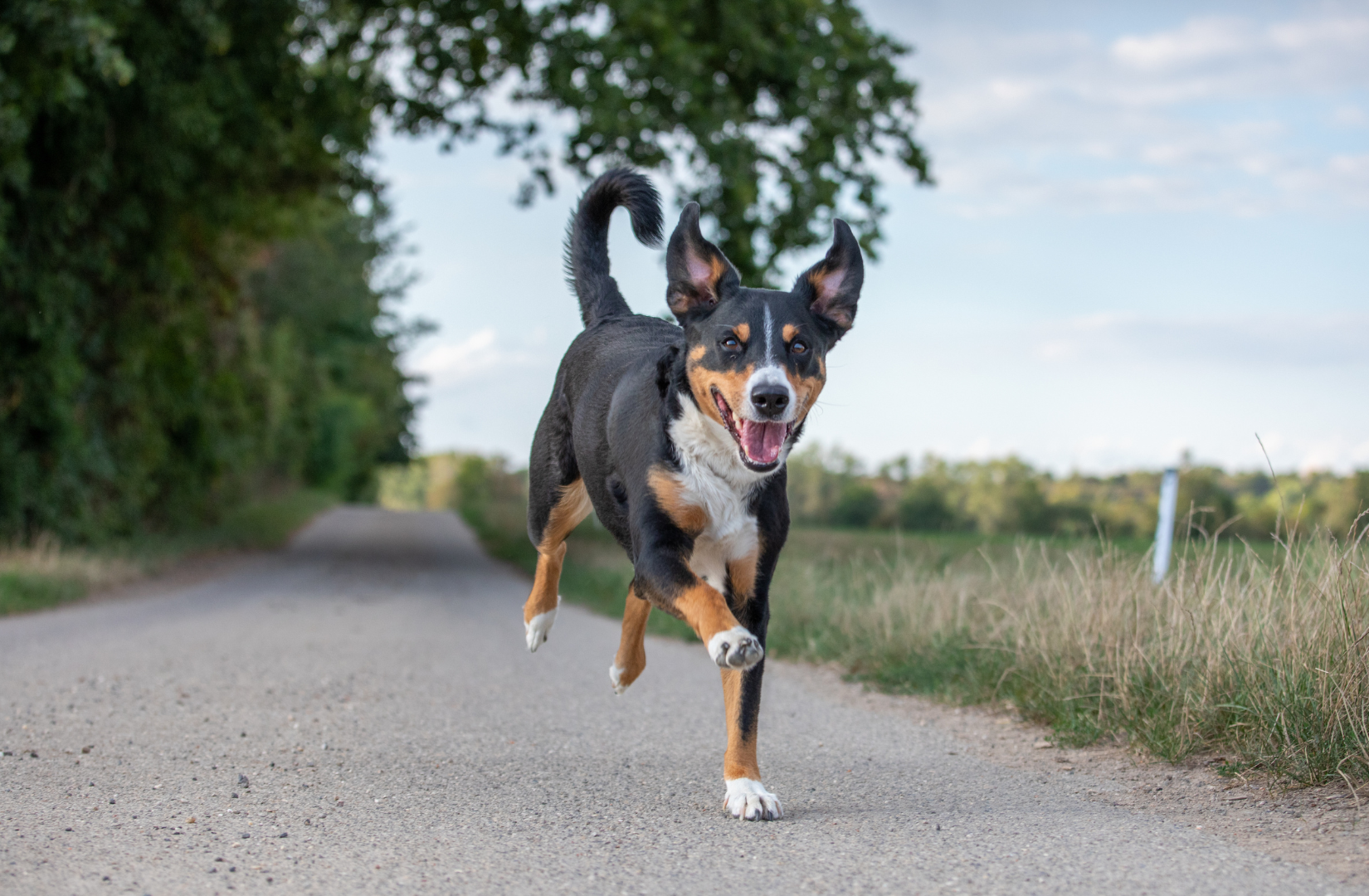  Dlaczego-pies-ucieka-na-spacerze-