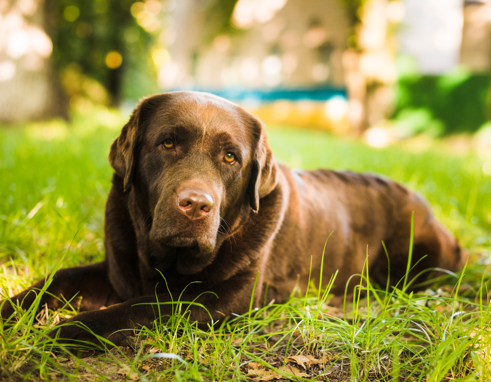 Jak-dbac-o-psa-seniora-poradnik