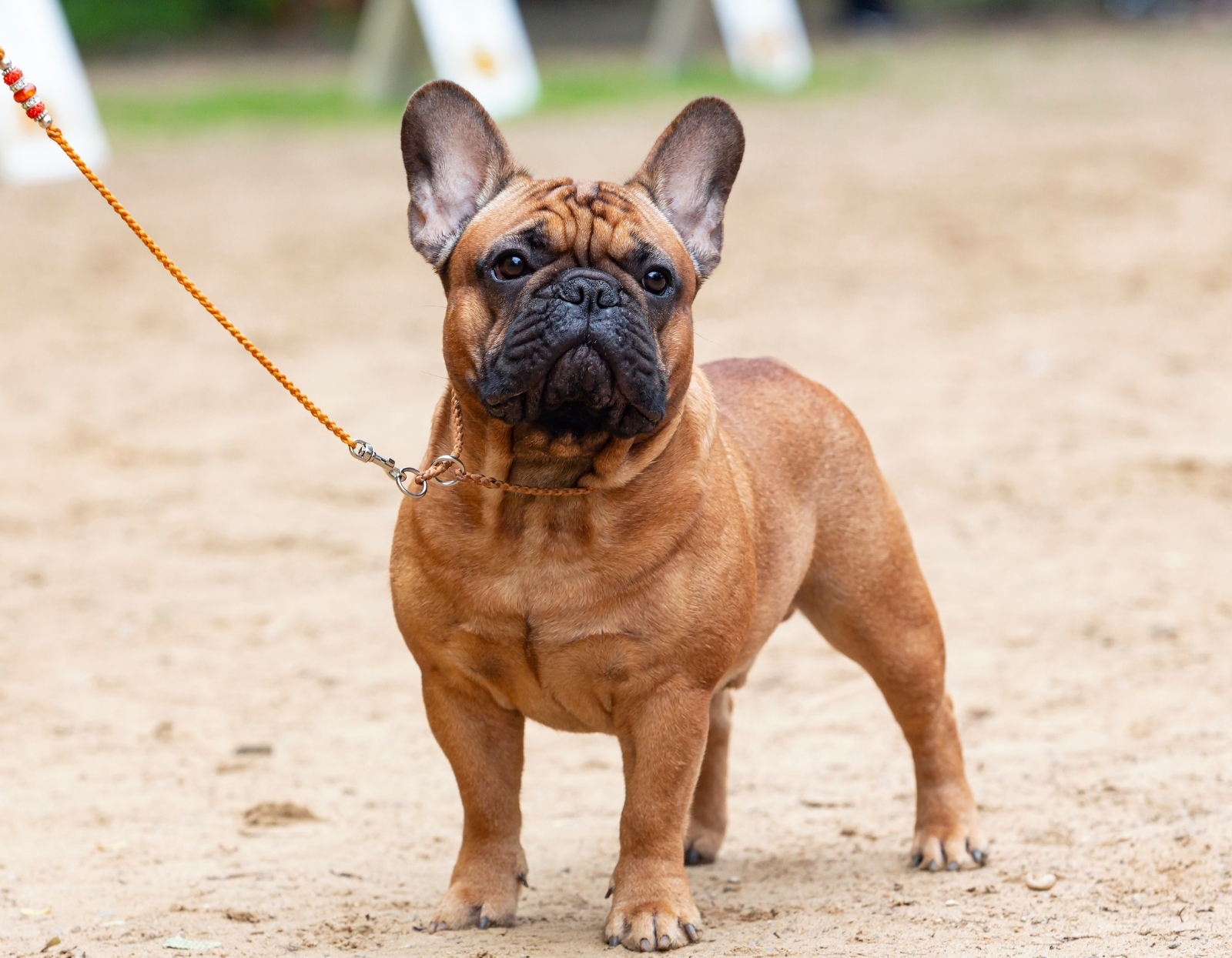 Jak-dbac-o-psa-z-krotkim-pyskiem-mopsy_-buldogi