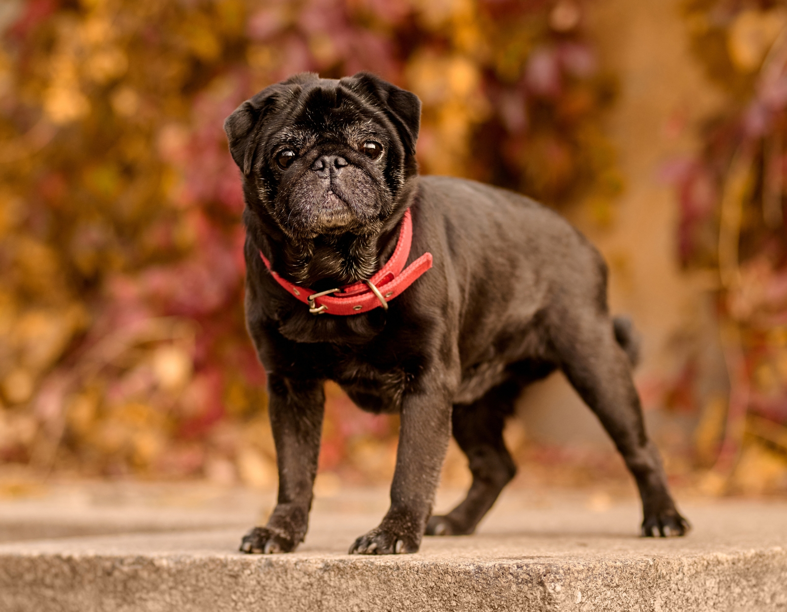 Jak-dbac-o-psa-z-krotkim-pyskiem