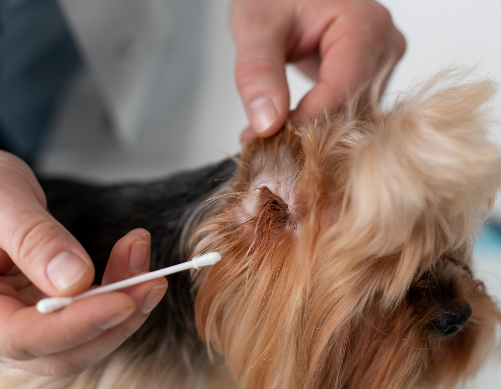 Jak-dbac-o-uszy-psa-bezpieczne-metody-czyszczenia