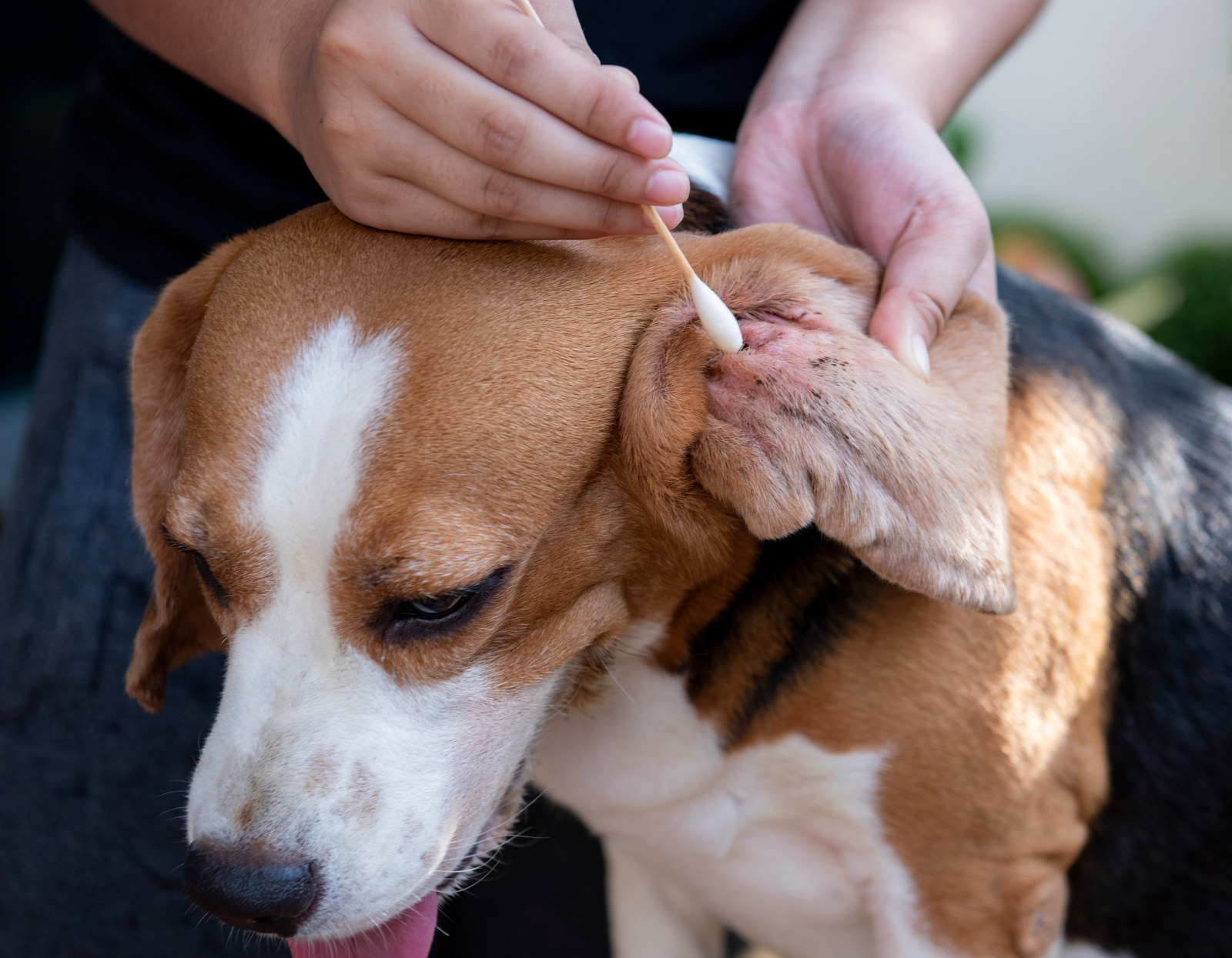 Jak-dbac-o-uszy-psa-proste-i-bezpieczne-metody-czyszczenia
