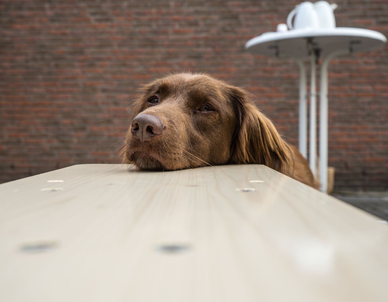 Jak-oduczyc-psa-zebrania-przy-stole-skuteczne-sposoby-i-porady