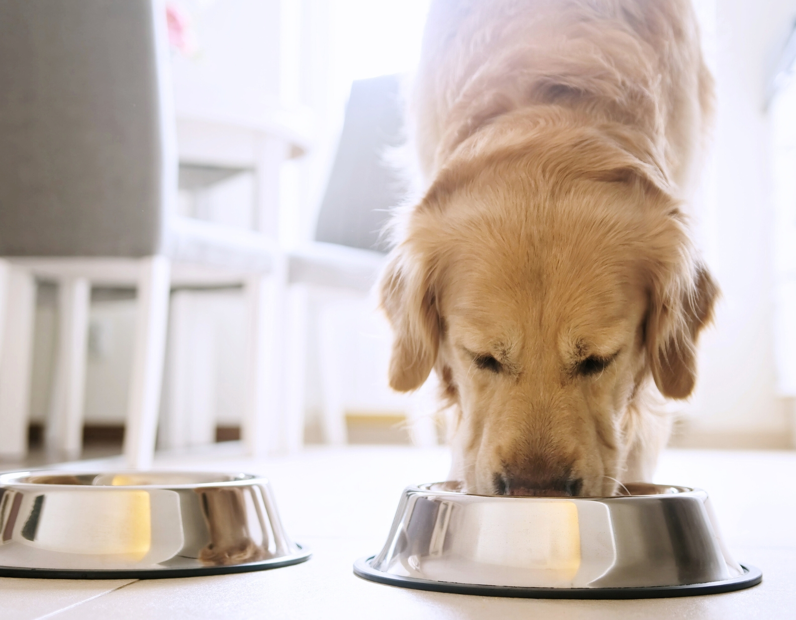  Jak-przejsc-z-karmy-suchej-na-mokra---bez-problemow-trawiennych