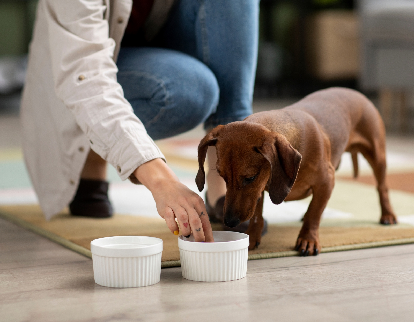  Jak-przejsc-z-karmy-suchej-na-mokra