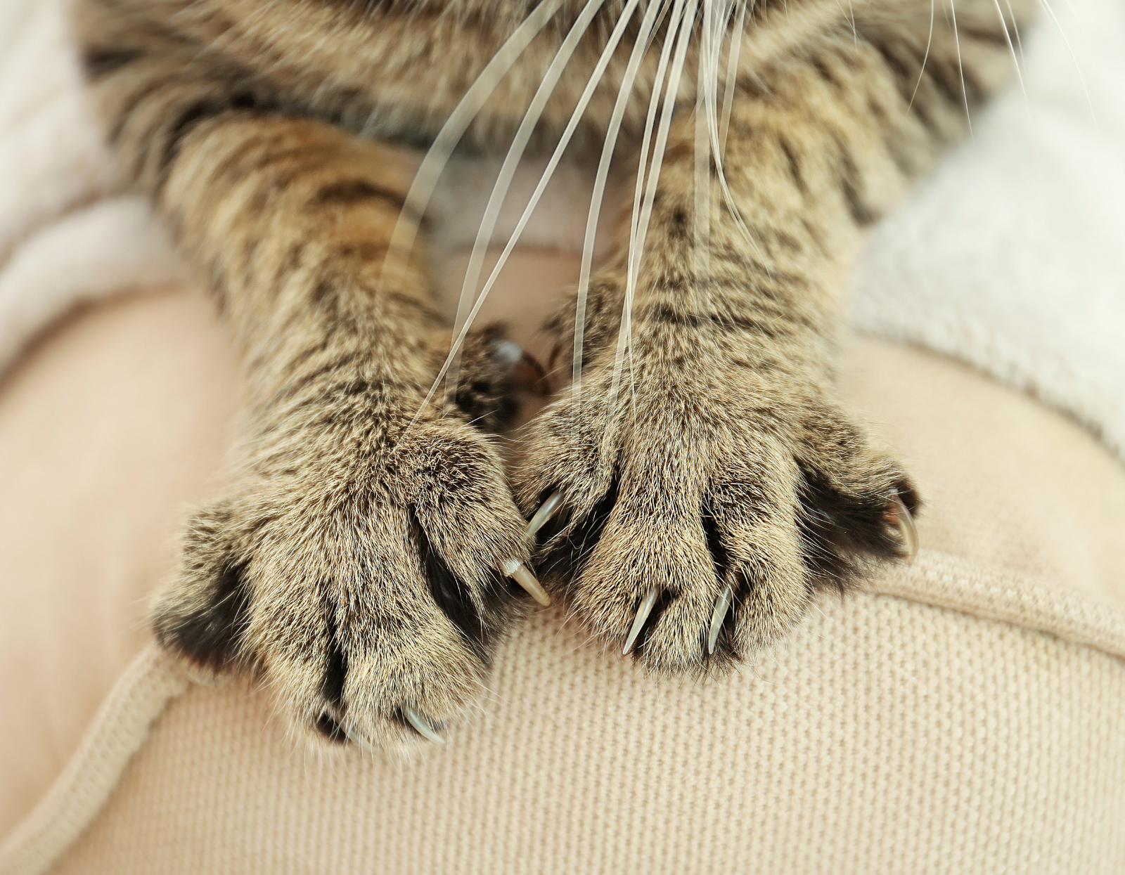  Jak-przycinac-kotu-pazury---poradnik-dla-poczatkujacych