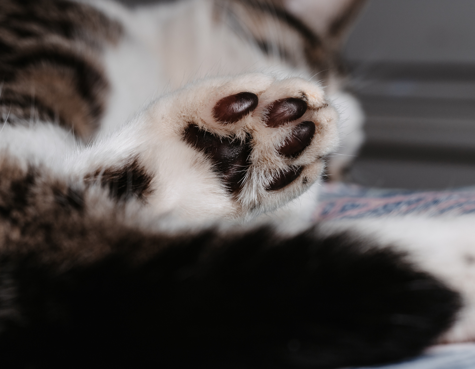  Jak-przycinac-kotu-pazury-poradnik-dla-poczatkujacych