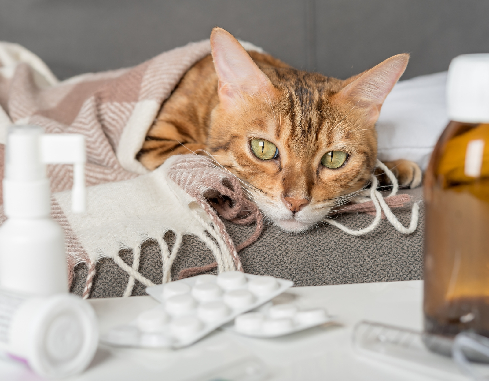 Jak-rozpoznac-choroby-nerek-u-kota-pierwsze-objawy