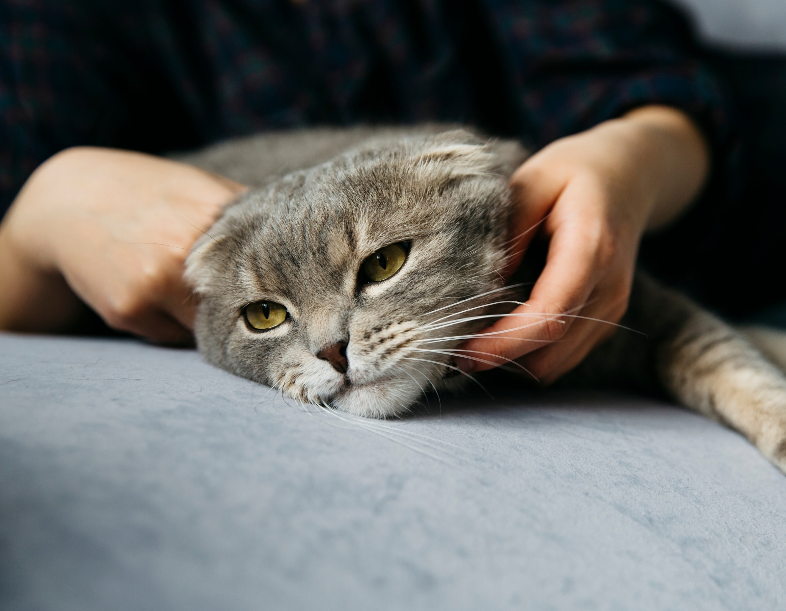 Jak-rozpoznac-choroby-nerek-u-kota-pierwsze-subtelne-objawy