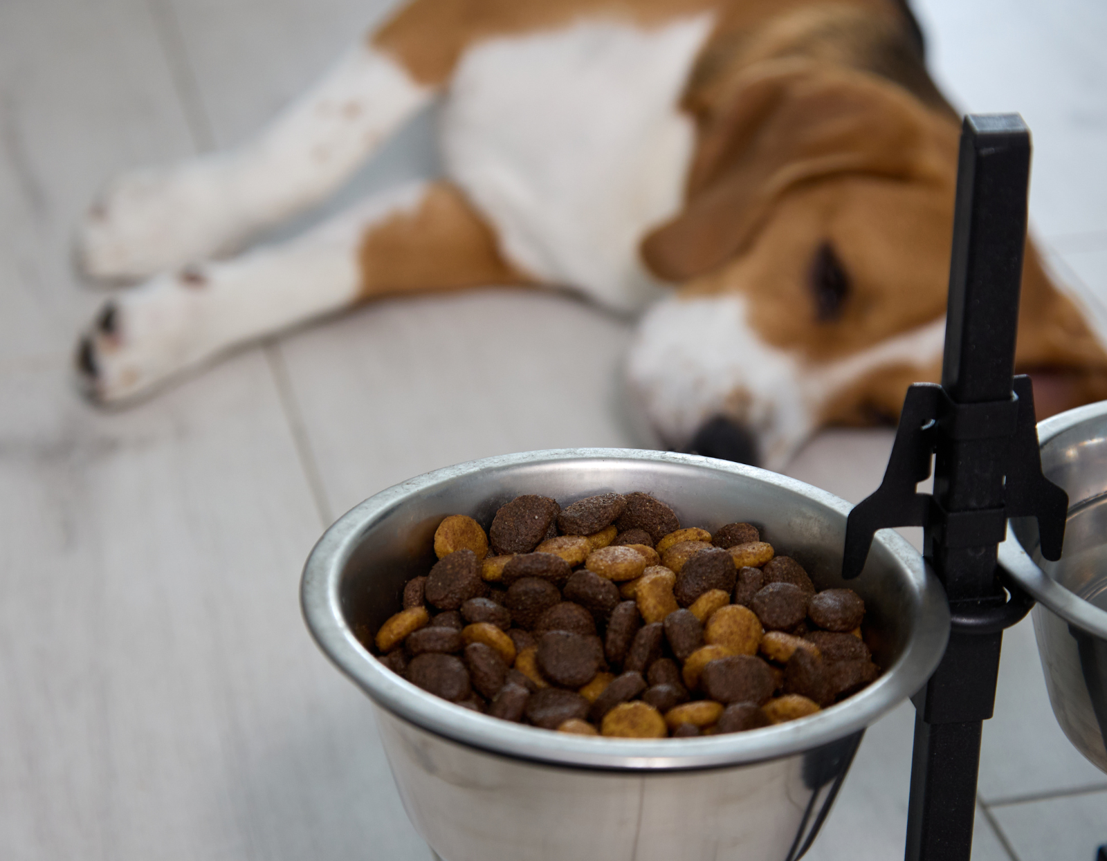 Jak-rozpoznac-ze-karma-nie-sluzy-psu