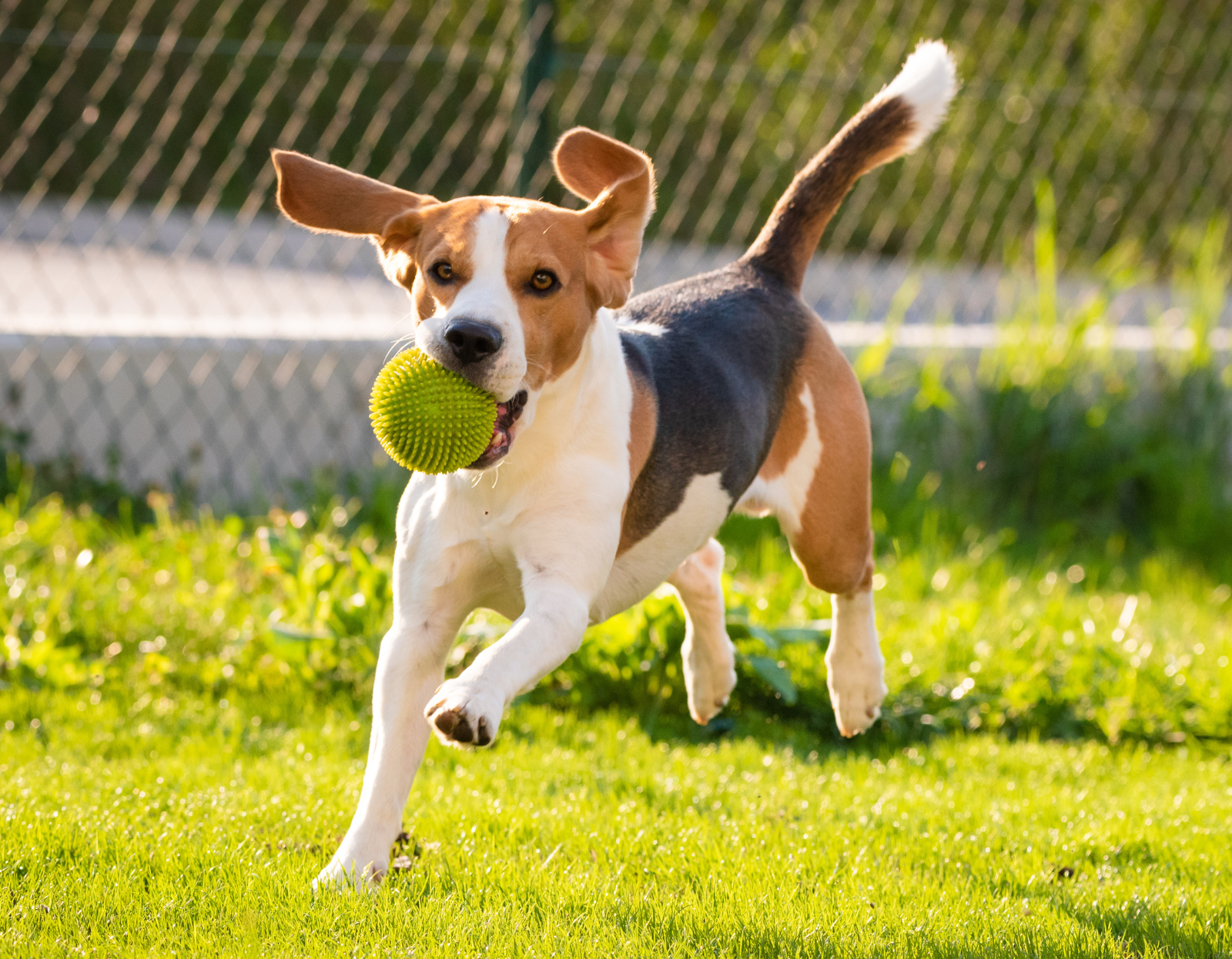 Jak-rozpoznac_-ze-Twoj-pies-sie-nudzi-