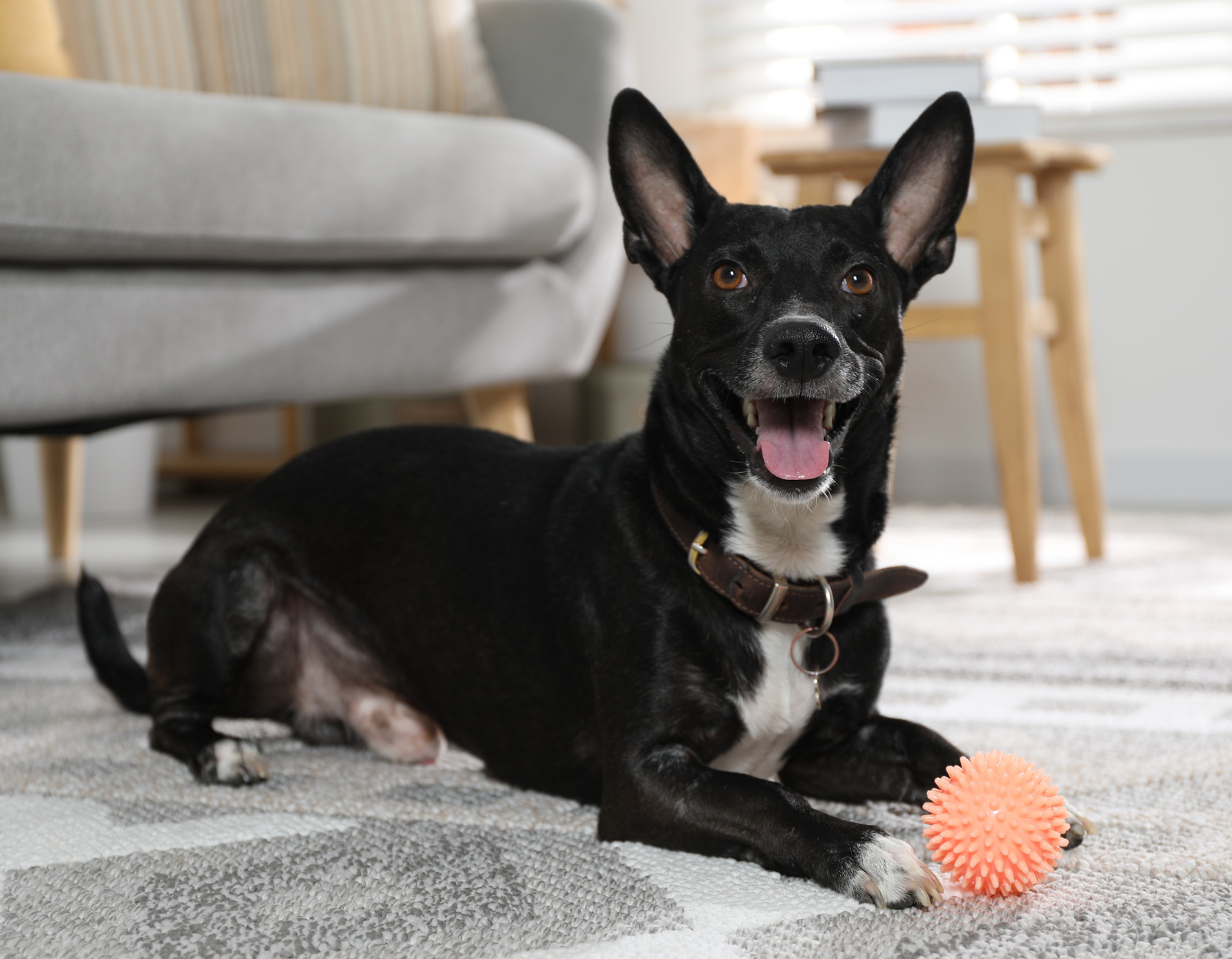 Jak-rozpoznac_-ze-Twoj-pies-sie-nudzi-i-co-z-tym-zrobic