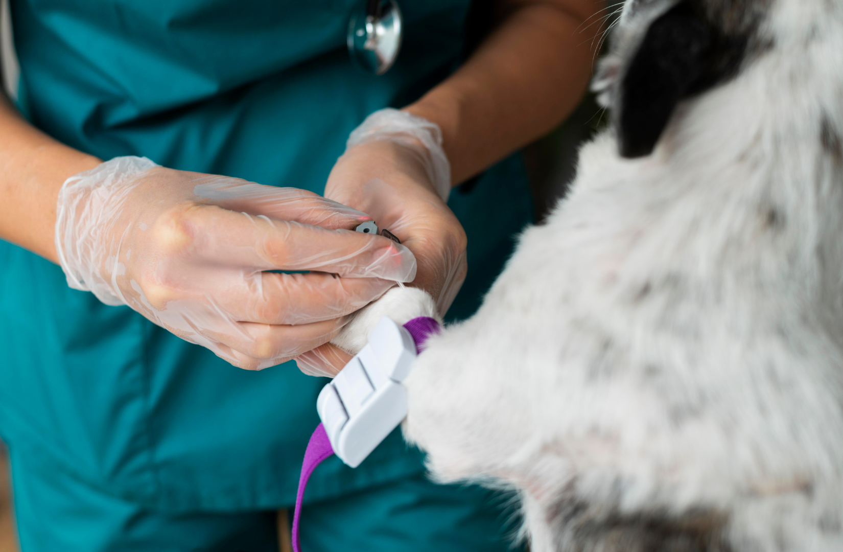  Kiedy_i_dlaczego_warto_wysterylizowac_pupila_--_plusy__minusy