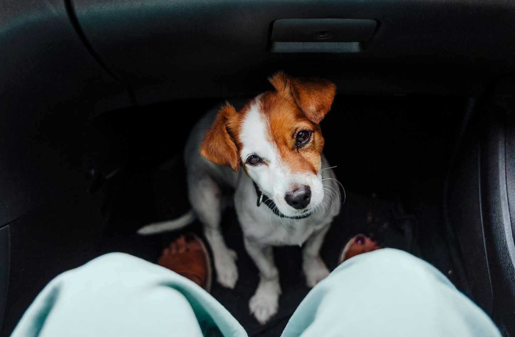 Pies-nie-chce-wejsc-do-samochodu-jak-nauczyc-go-spokojnych-podrozy-_1_