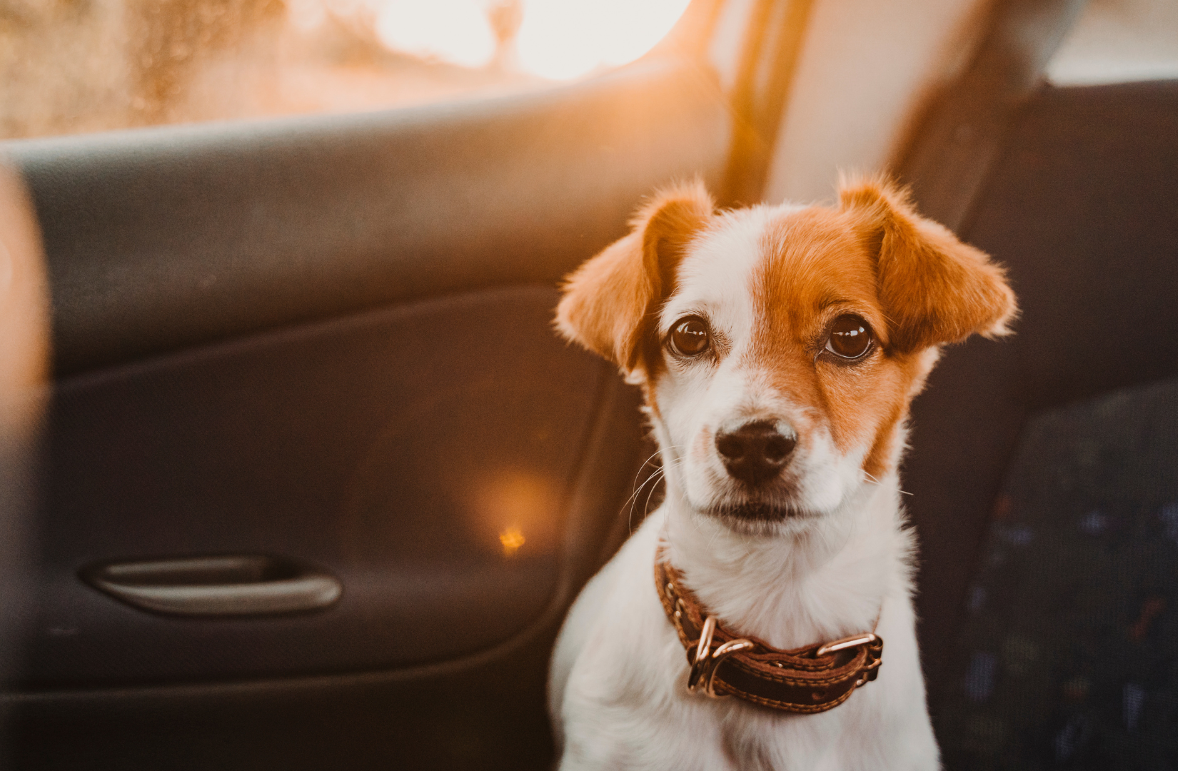 Pies-nie-chce-wejsc-do-samochodu-jak-nauczyc-go-spokojnych-podrozy