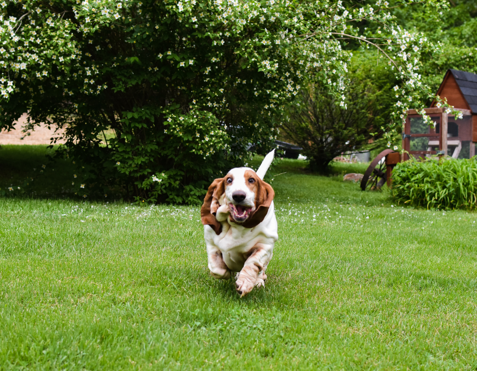 Pies-ucieka-z-podworka-Oto-skuteczne-metody-zabezpieczenia