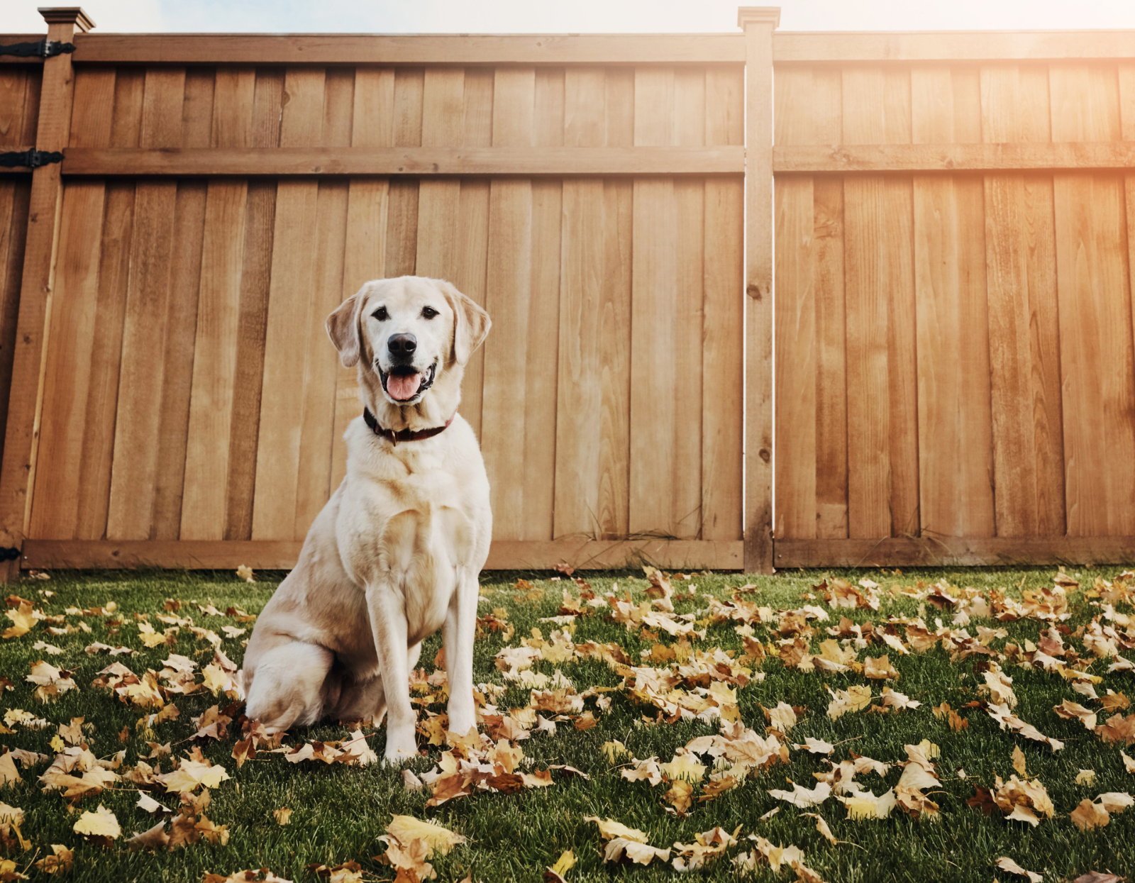 Pies-ucieka-z-podworka