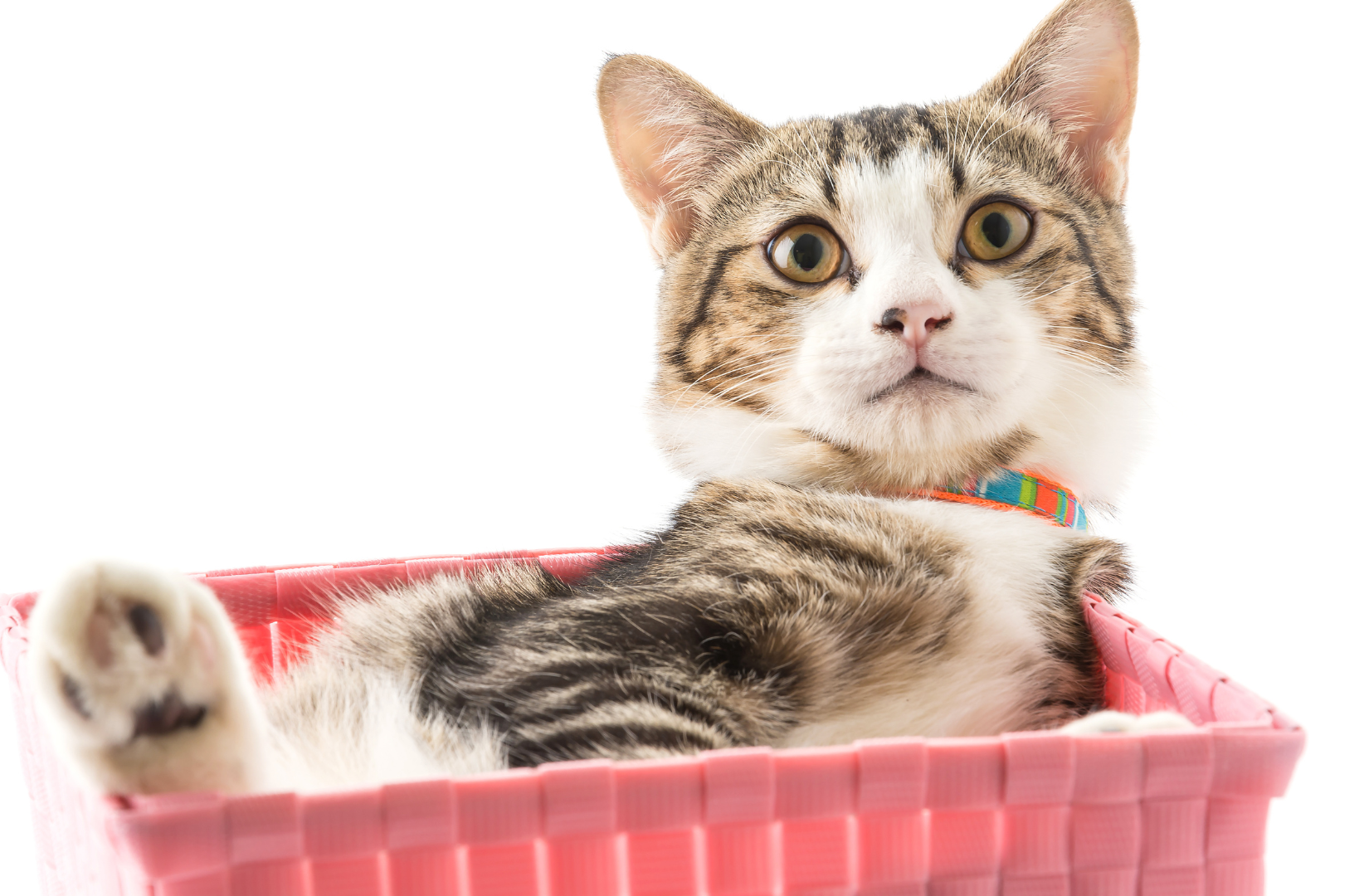  Dlaczego_koty_uwielbiaja_kartony_-_co_kryje_sie_za_tym