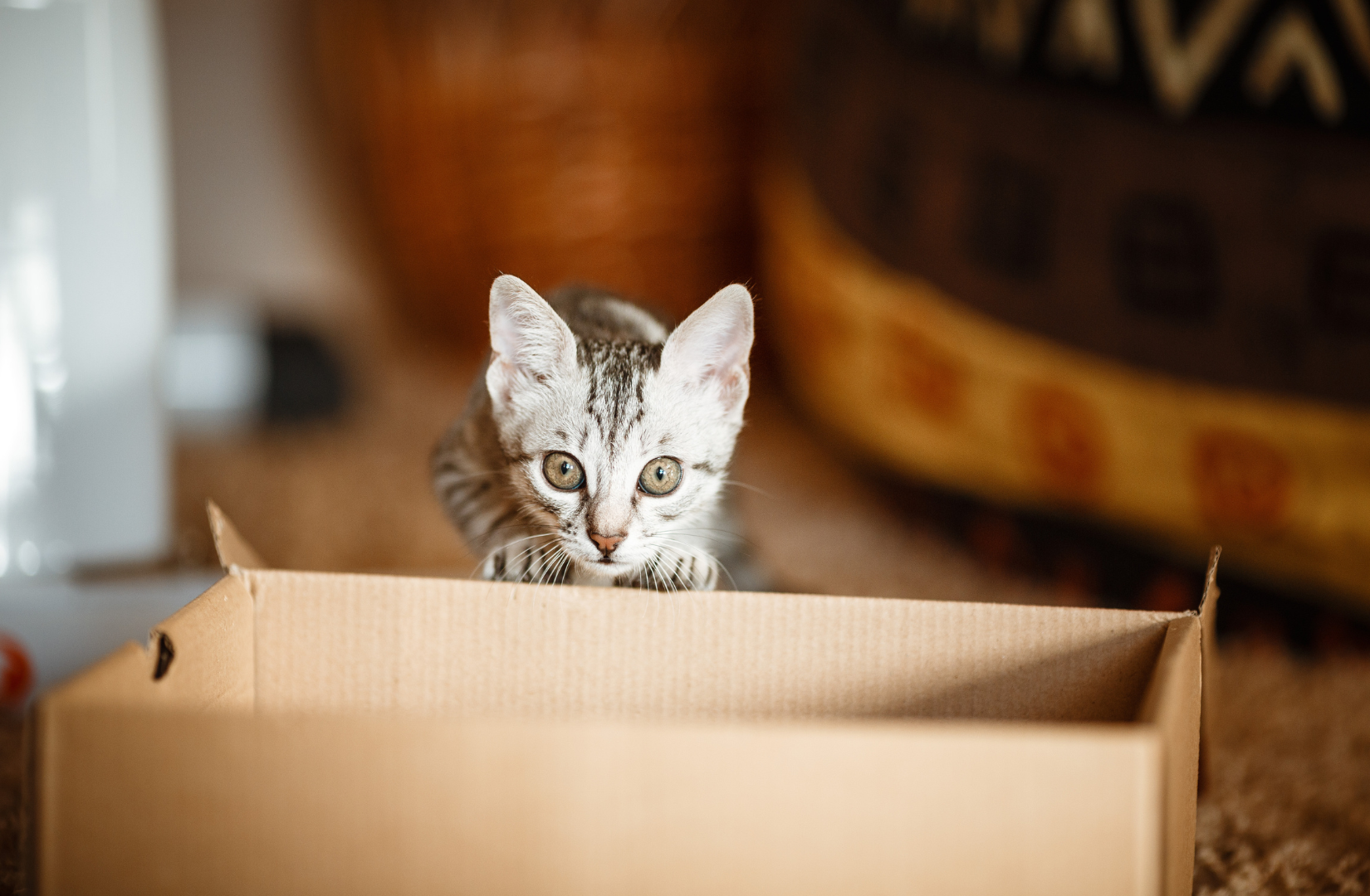  Dlaczego_koty_uwielbiaja_kartony_-_co_kryje_sie_za_tym_zachowaniem