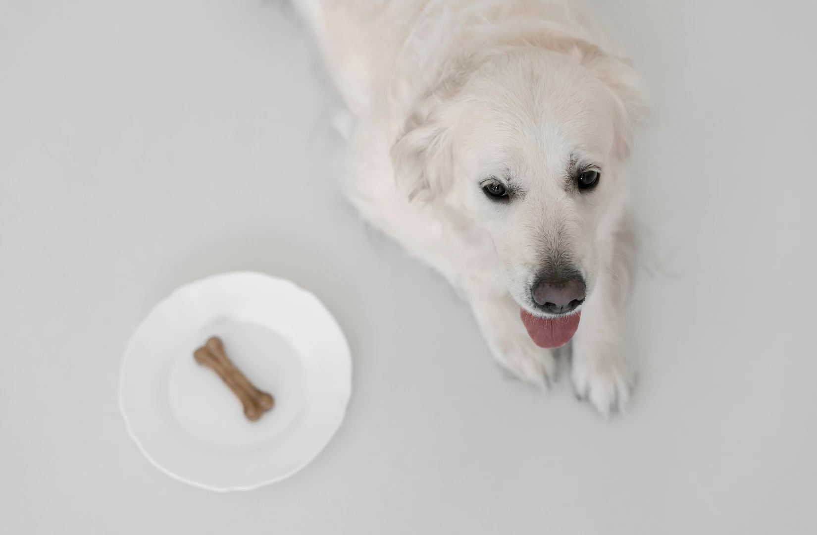 Najlepsze_mokre_karmy_2025_-_ranking_i_opinie_ekspertow