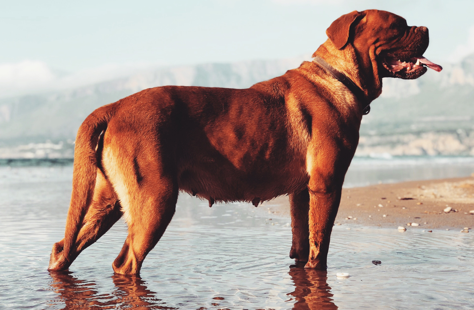  Dog_z_Bordeaux_-_wszystko_co_musisz_wiedziec_o_tej_rasie