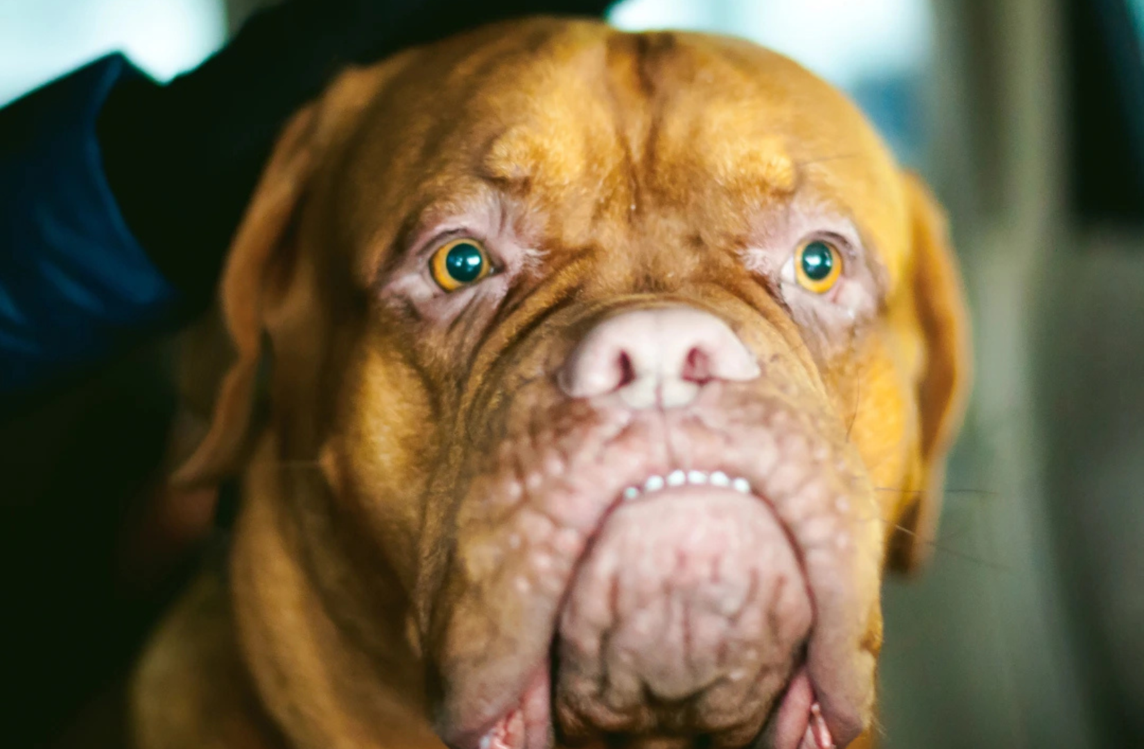  Dog_z_Bordeaux_-_wszystko_co_musisz_wiedziec_o_tej_wyjatkowej_rasie