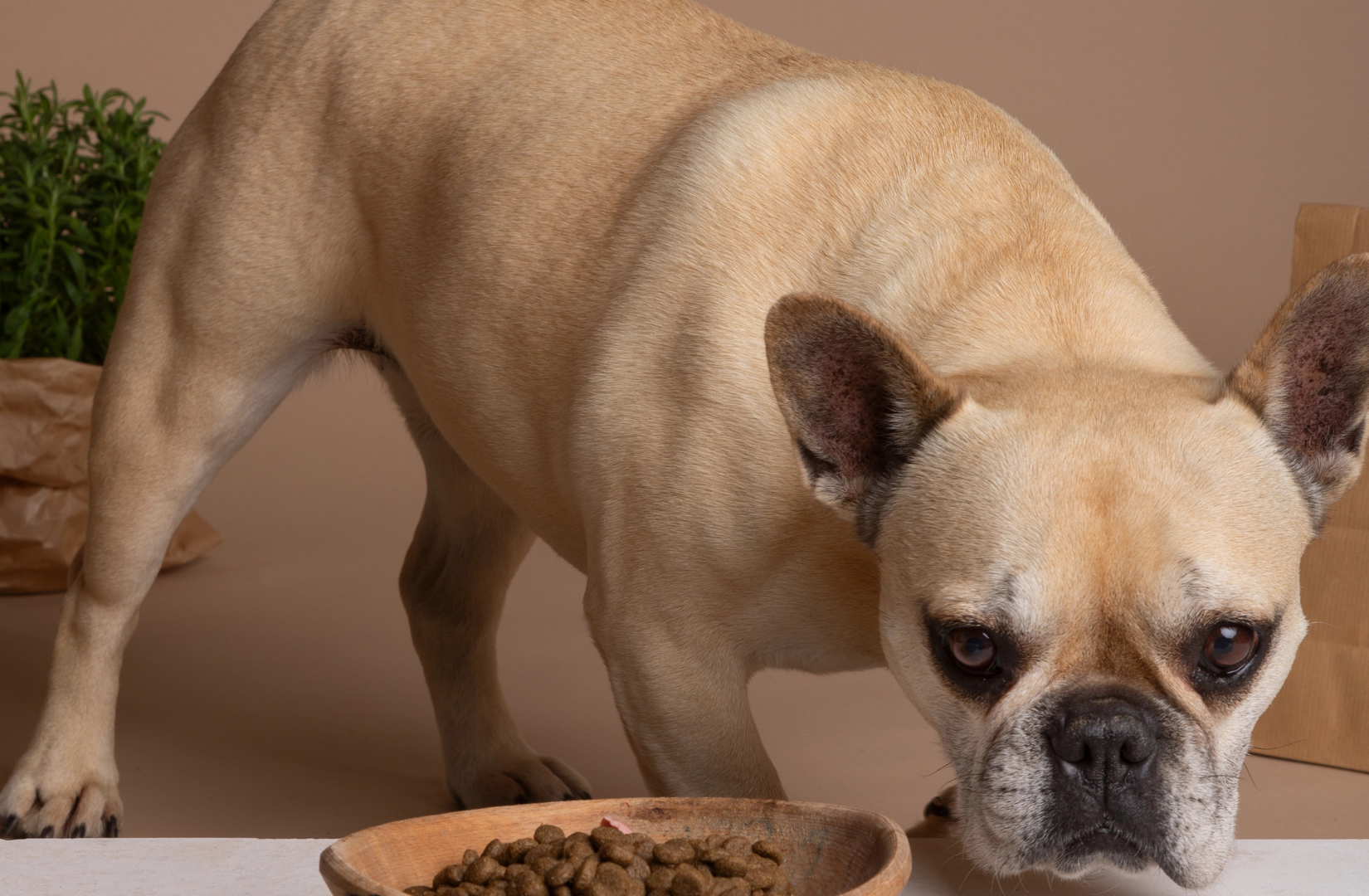 Naturalne_zywienie_psa_-_przewodnik