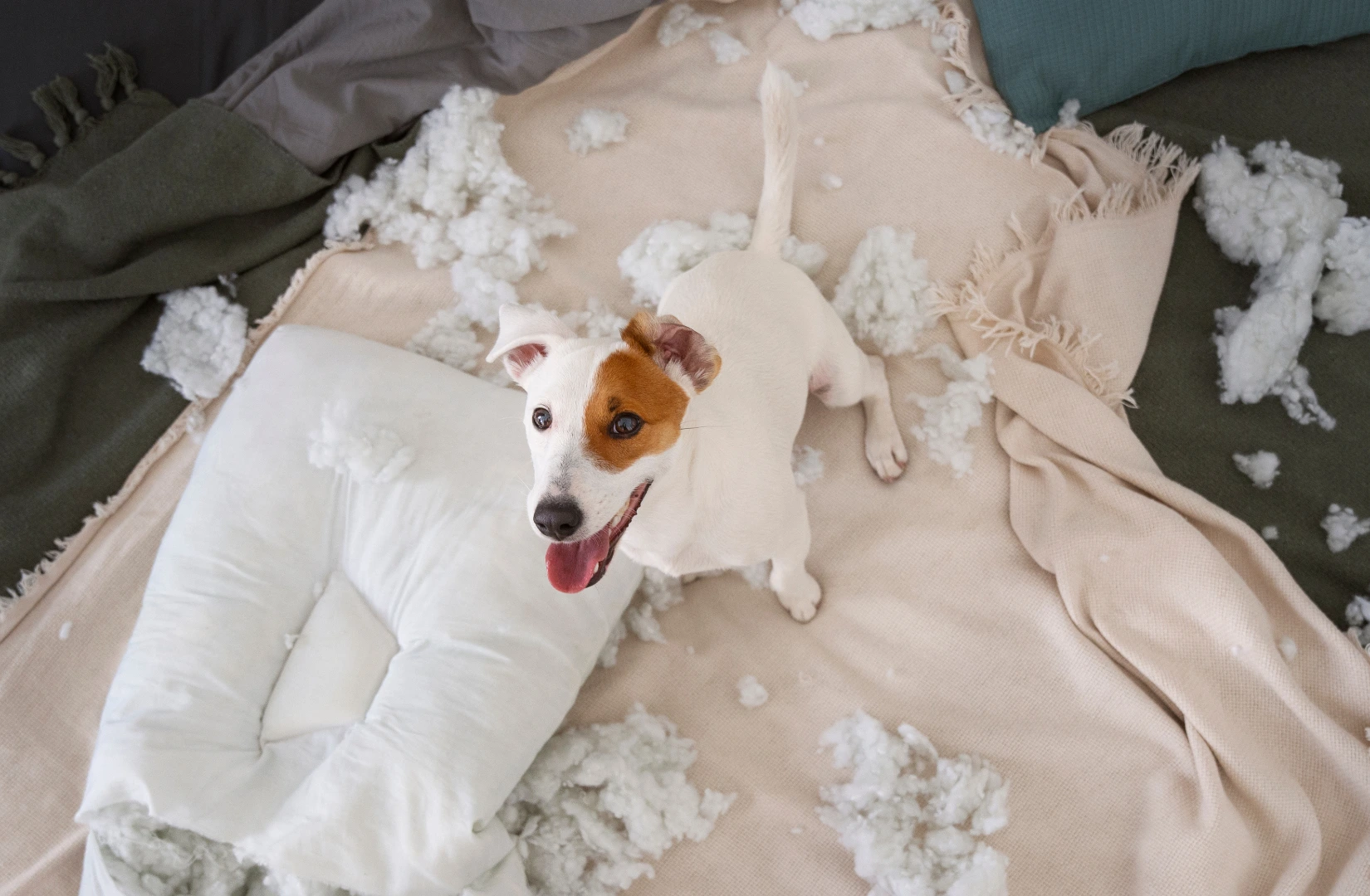  Psie_mity_ktore_wciaz_kraza_wsrod_wlascicieli_-_co_jest_prawda