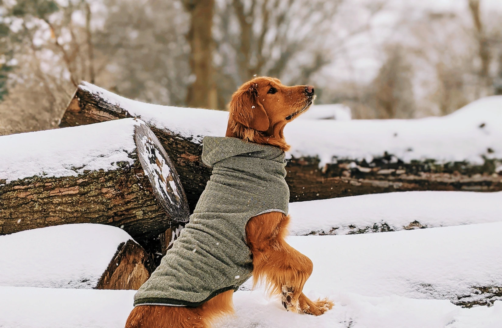  Zimowy_komfort_dla_czworonogow_-_Dom_i_ogrod_na_mrozne_dni