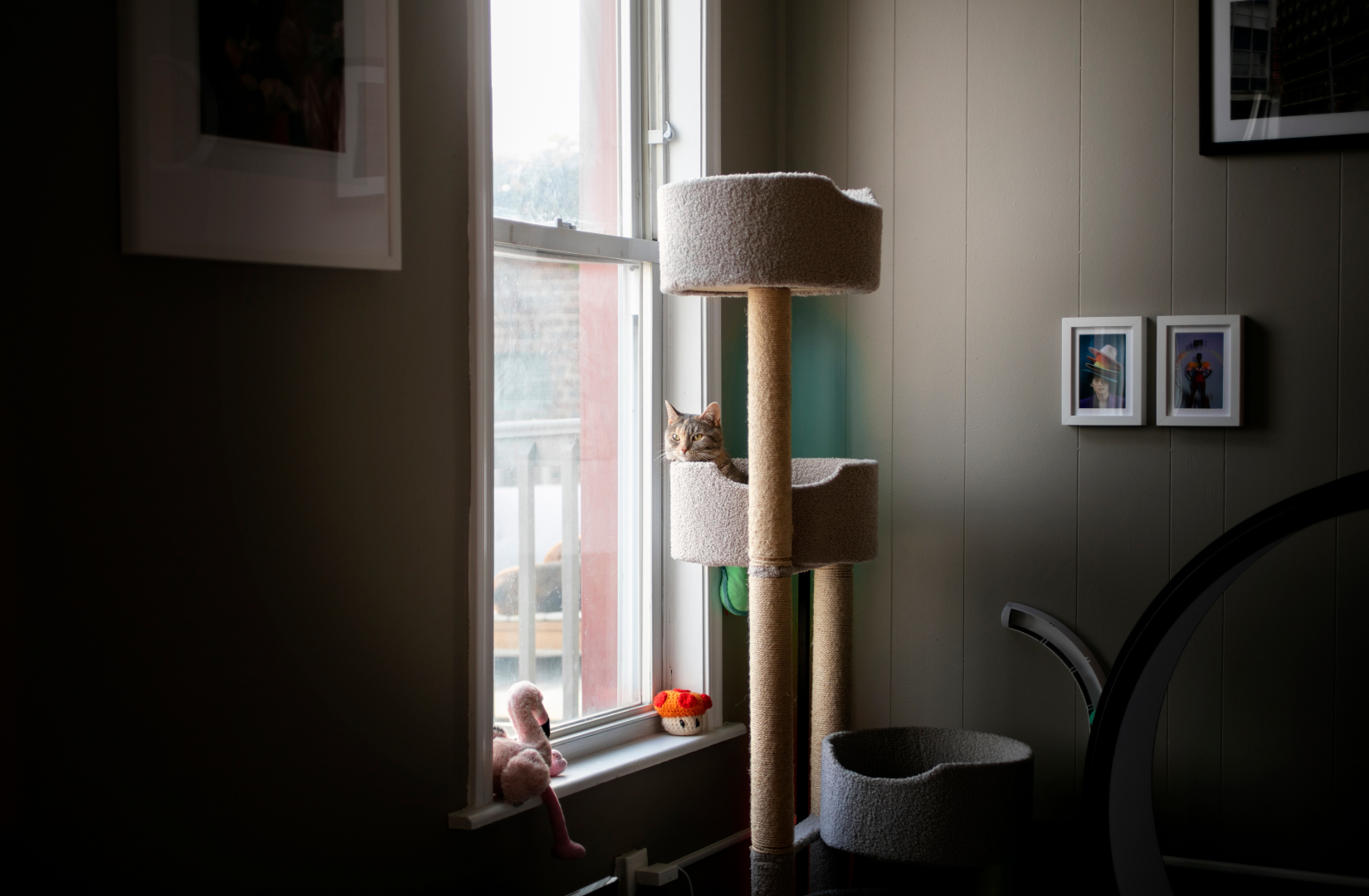  Jak-przygotowac-sie-do-przyjecia-kota-do-domu