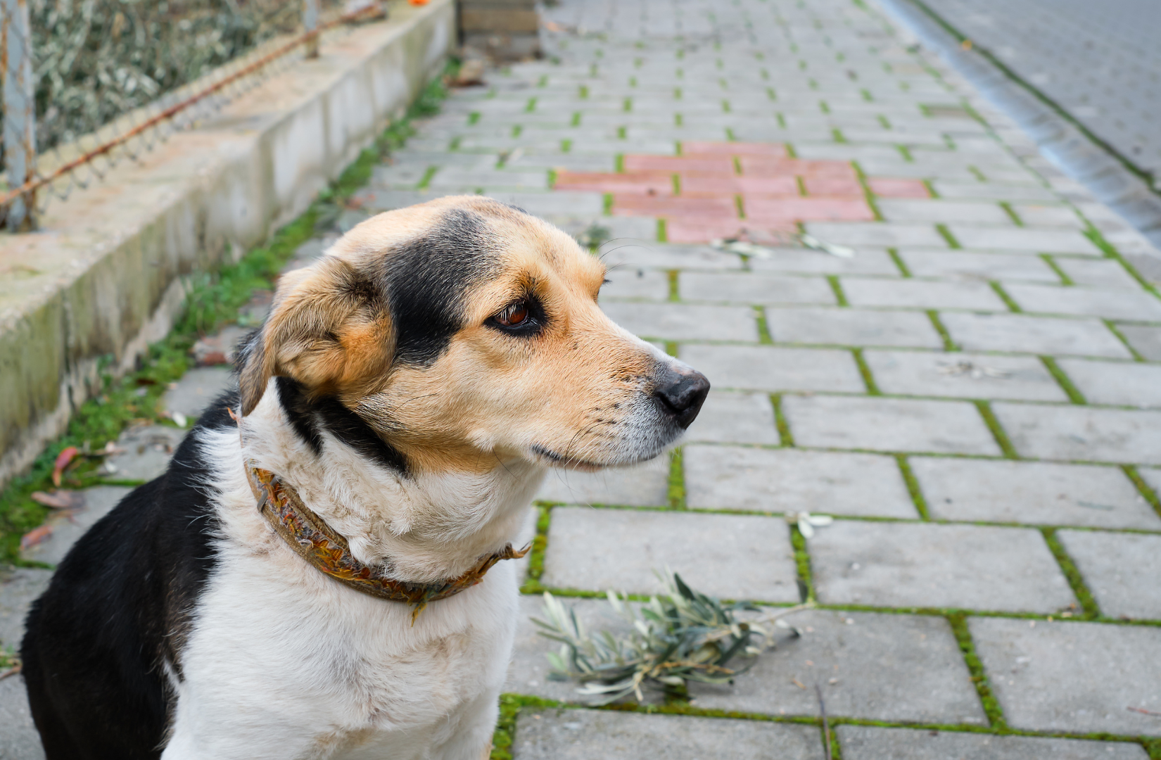 Zagubiony_lub_porzucony_zwierzak_-_co_robic_i_jak_pomoc