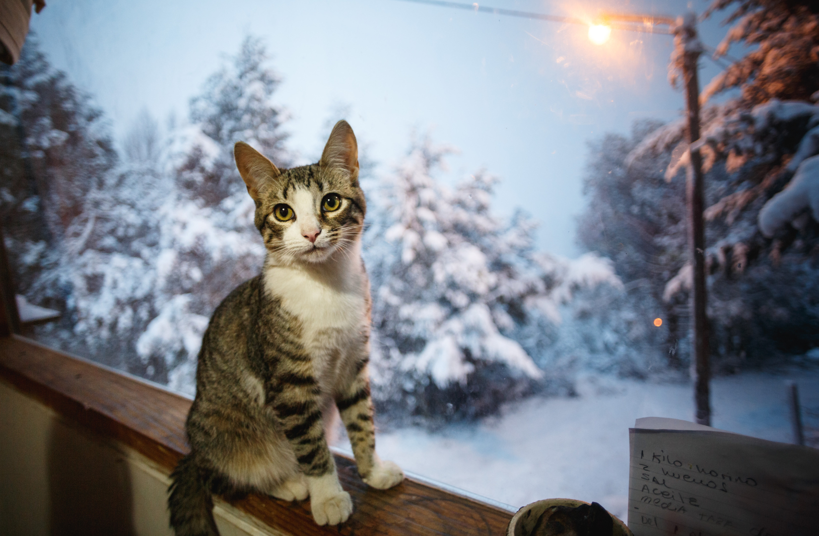  Jak-zadbac-o-kota-zima---komfort-i-cieplo-w-mieszkaniu