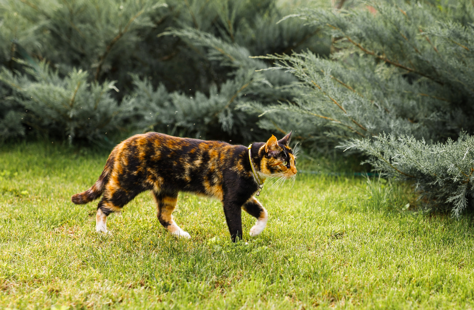 Kocie_potrzeby_lowieckie_--_dlaczego_zabawa_jest_tak_wazna_dla_kota