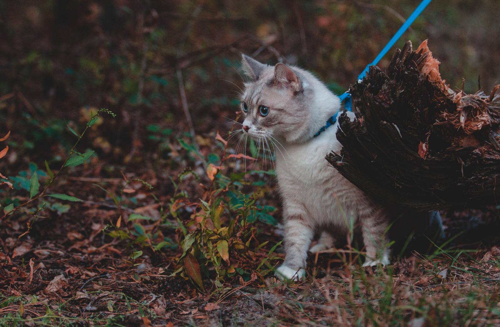 Kocie_potrzeby_lowieckie_--_dlaczego_zabawa_tak_wazna_dla_kota