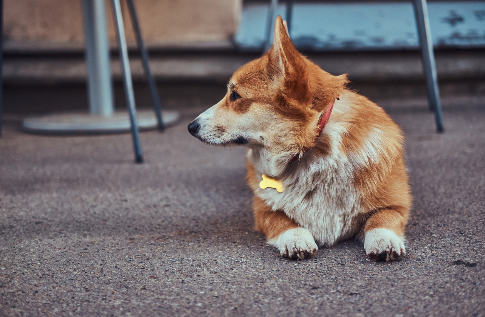  Psychika_psa_i_oznaki_stresu_oraz_skuteczna_pomoc_opiekuna