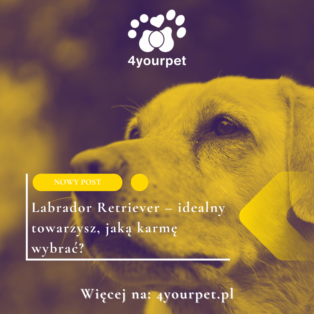 Labrador Retriever – idealny towarzysz, jaką karmę wybrać? 