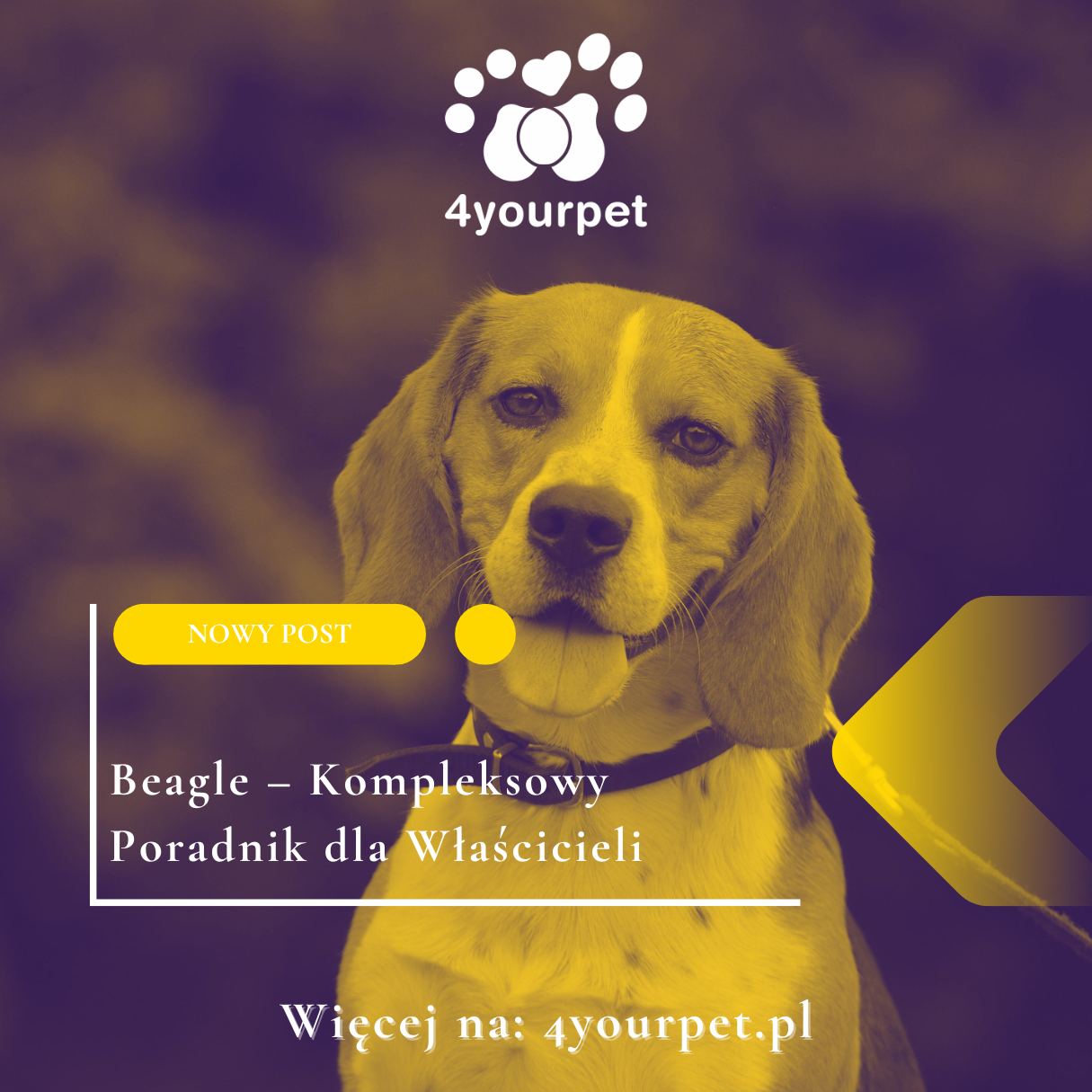 Beagle – Kompleksowy Poradnik dla Właścicieli 