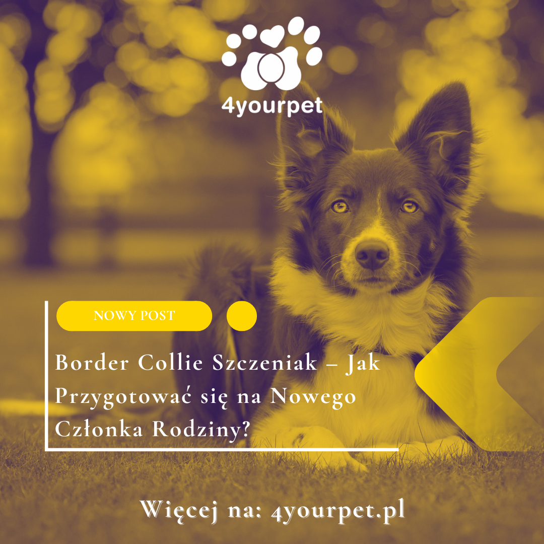 Border Collie Szczeniak – Jak Przygotować się na Nowego Członka Rodziny?