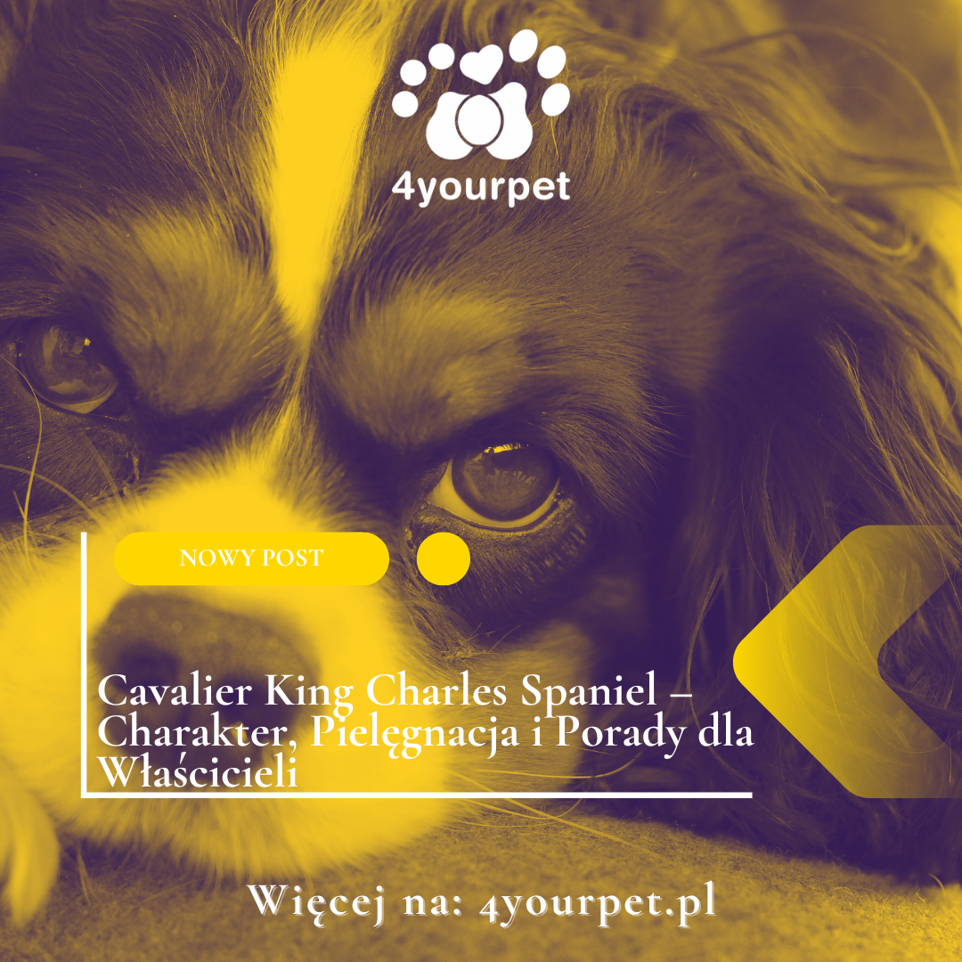 Cavalier King Charles Spaniel – Charakter, Pielęgnacja i Porady dla Właścicieli