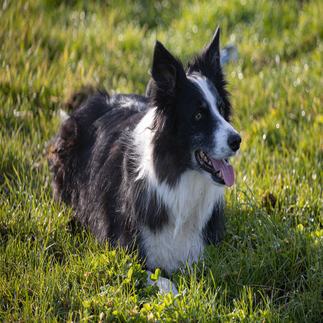 Border Collie pies aktywny 