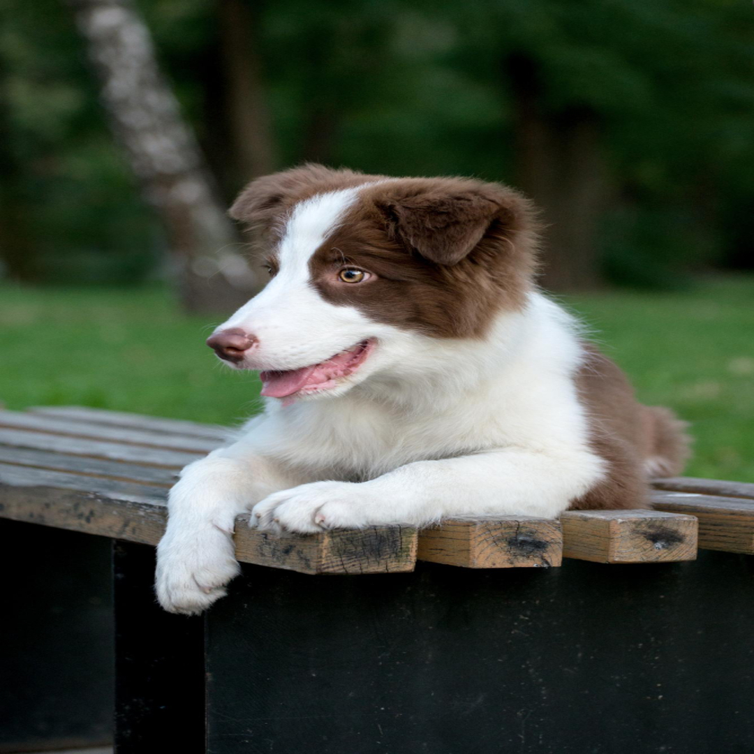 Szczenięta Border Collie