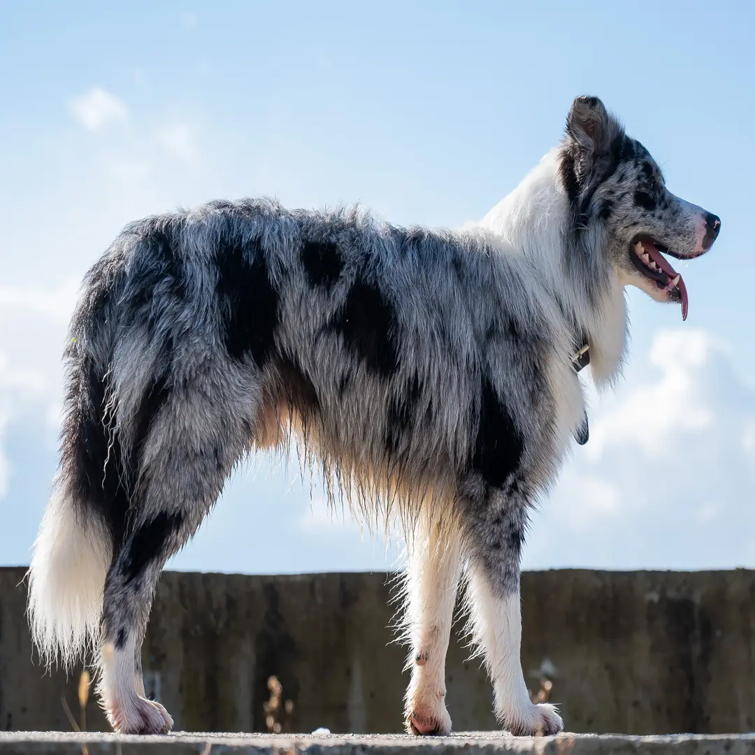 Border Collie Merle Blue - wyjątkowy pies