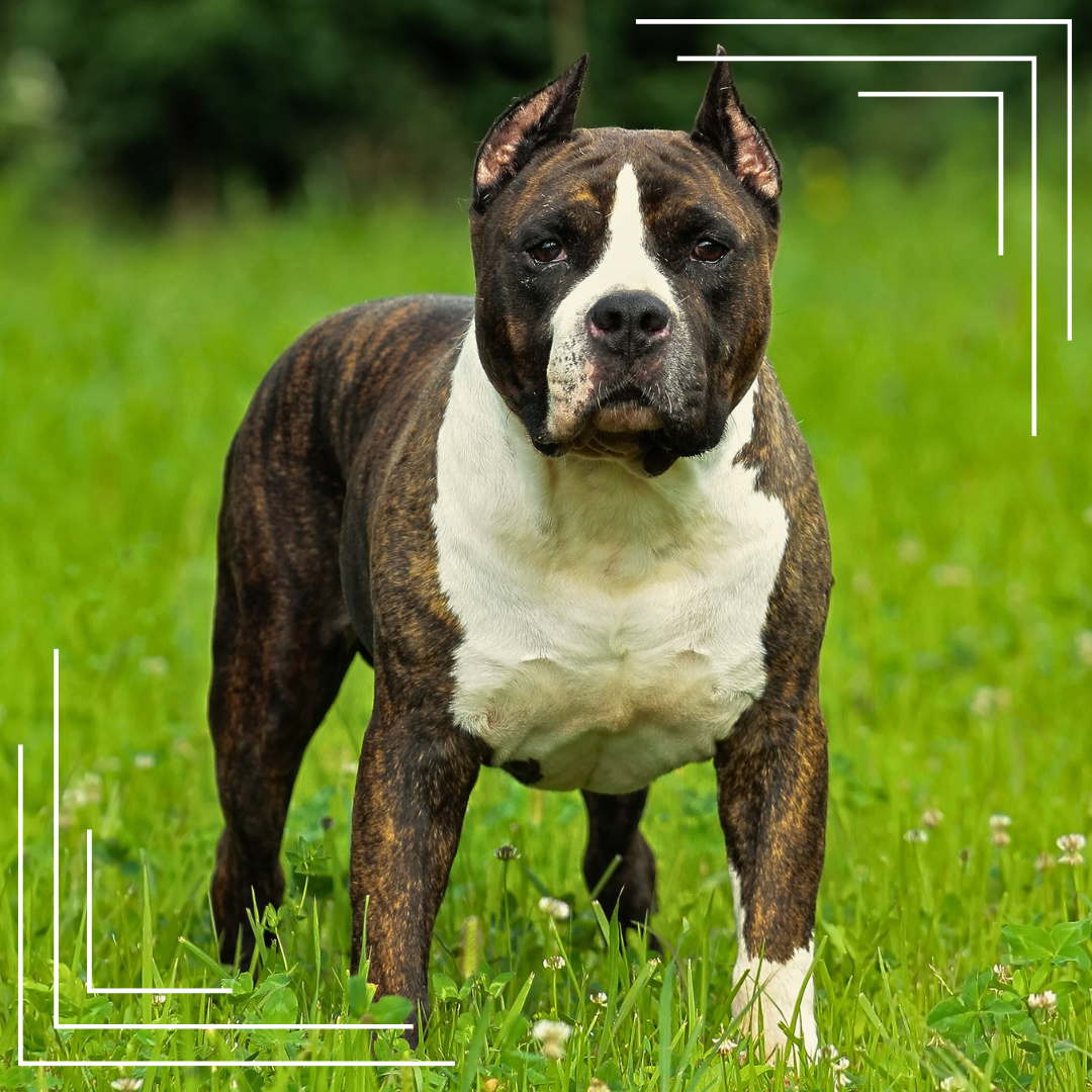 American Staffordshire Terrier (Amstaff) – Usposobienie, Szkolenie i Pielęgnacja