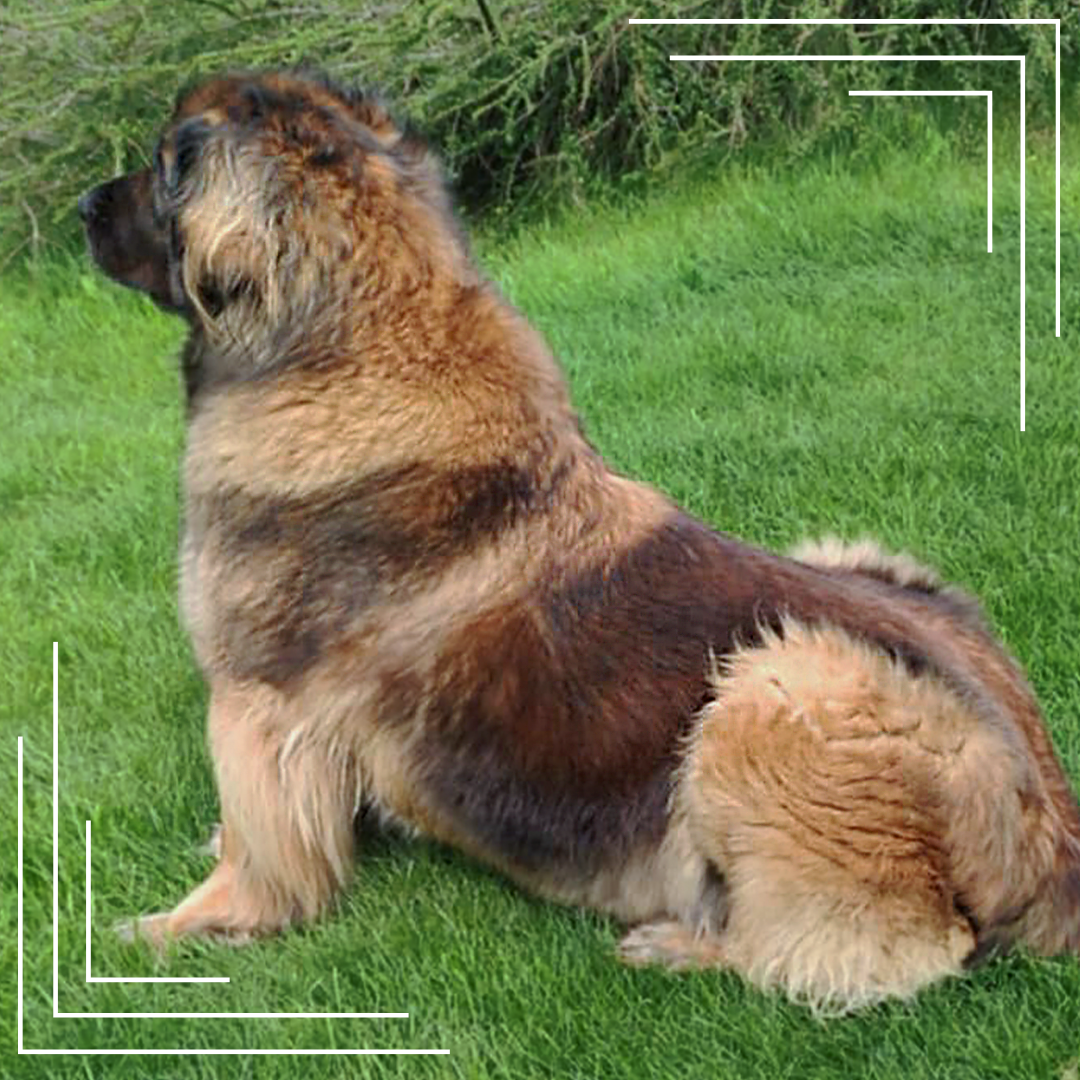 Leonberger – łagodny stróż i wierny towarzysz: Charakter, pielęgnacja, wychowanie