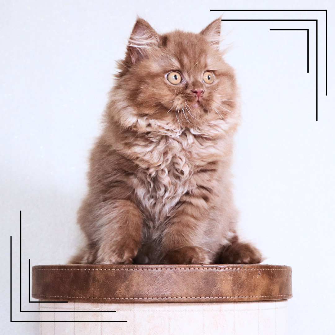 Selkirk Rex – kot o kręconym futrze: opis rasy, charakter, pielęgnacja, cena