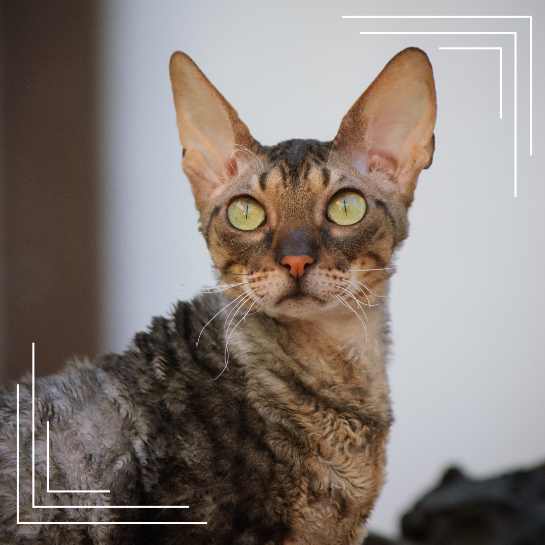 Cornish Rex – wyjątkowa rasa kota: charakter, pielęgnacja i ciekawostki