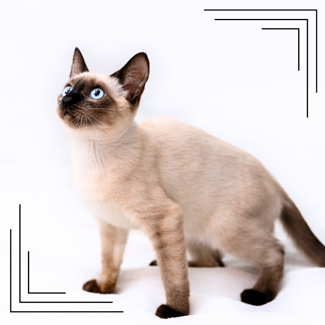 Kot tajski – charakter, wygląd i pielęgnacja tej wyjątkowej rasy