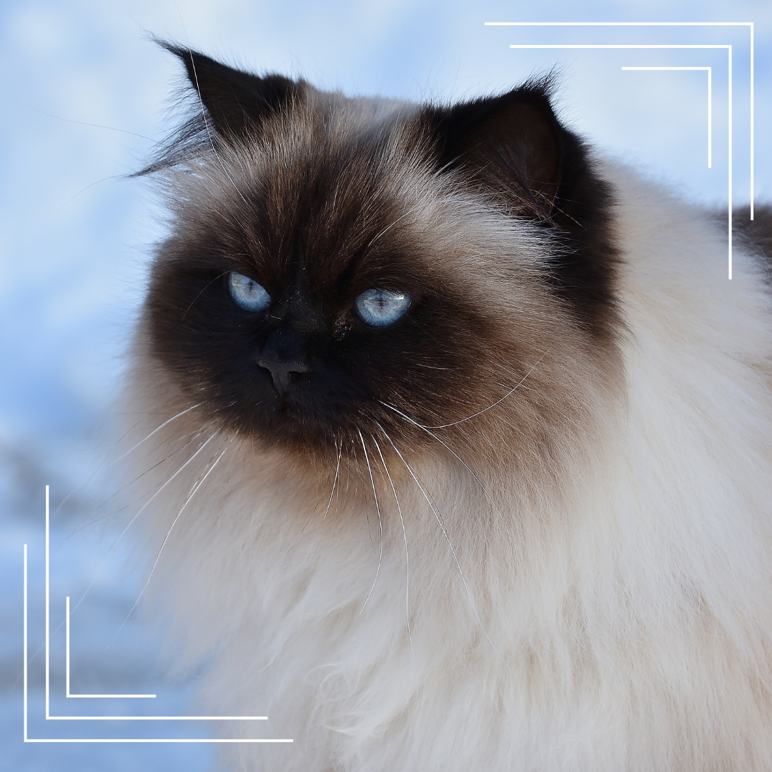 Kot syberyjski – wszystko, co musisz wiedzieć o tej rasie kotów